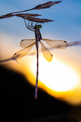 Dragon Fly in Sunset - Libelle im Sonnenuntergang