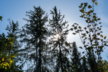 Sun peaking through branches of evergreens