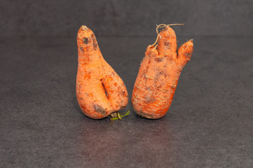Close-up one ugly ripe carrot on grey background. Two carrot