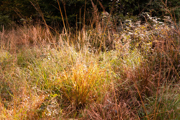 Dry plants forest 