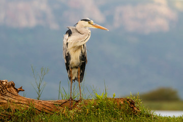 Grey heron at a lake in the late aternoon in Zimanga Game Reserve in South Africa