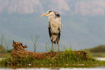 Grey heron at a lake in the late aternoon in Zimanga Game Reserve in South Africa