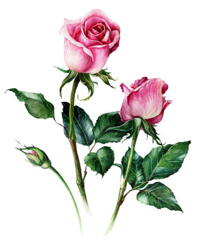Pink realistic roses flowers isolated on white background. Hand-drawn  botanical watercolor illustration.