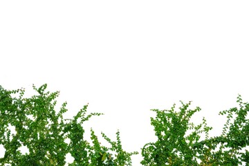 Tropical Ivy plant leaves on white isolated background for green foliage backdrop 
