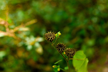 Dead Flower