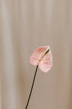 minimal pink flower against fabric background