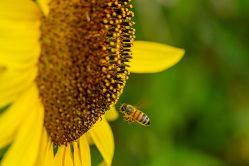 Sonnenblumen Wurmlingen