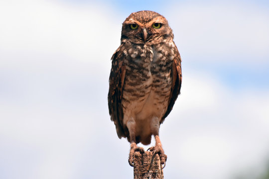 coruja da fauna brasileira