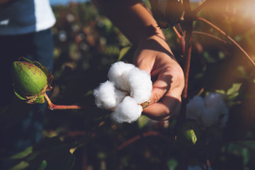 Hand holding natural cotton flower blooming at sunset - obrazy, fototapety, plakaty