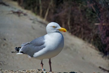 european herring gull on heligoland