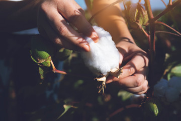 Hand holding natural cotton flower blooming at sunset - obrazy, fototapety, plakaty