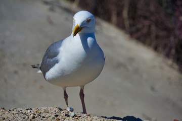 european herring gull on heligoland