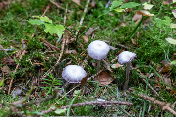 Mushrooms in the forest