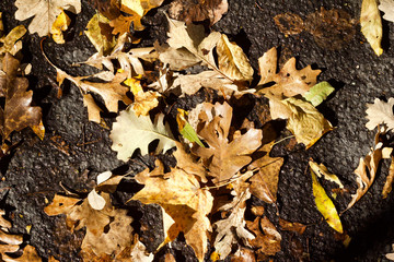 Close up view of bright copper color oak tree leaves on an asphalt road on a sunny autumn day