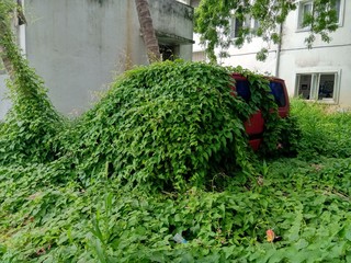 garden with plants and plants