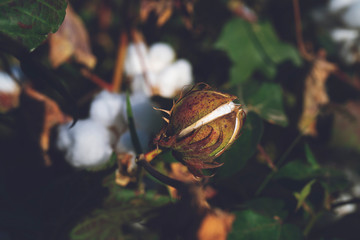 Raw organic cotton growing in field