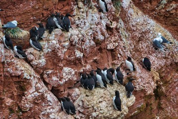 common murre on Heligoland
