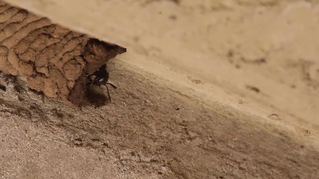 Mud dauber wasp building their nest and interacting