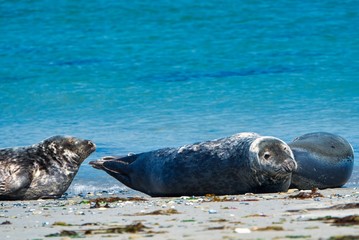 Grey seal on the beach of Heligoland - island Dune