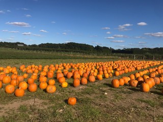 pumpkins in field