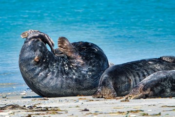 Grey seal on the beach of Heligoland - island Dune