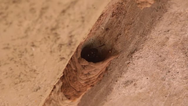 Mud dauber wasp building their nest and interacting