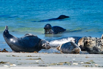 Grey seal on the beach of Heligoland - island Dune