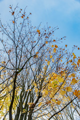 Autumn maple tree leaf fall wallpaper, background