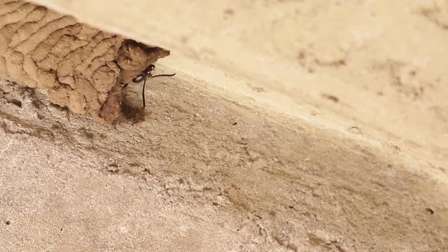 Mud dauber wasp building their nest and interacting