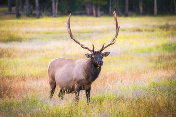 Naklejka na ściany i meble Elk grazing on the grass-fields of Yellowstone National Park 