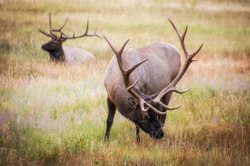 Elk grazing on the grass-fields of Yellowstone National Park 