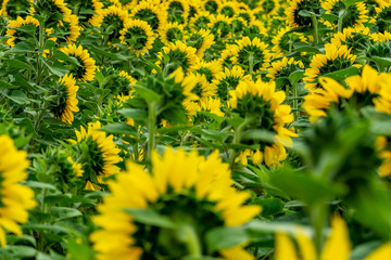 Sonnenblumen Wurmlingen