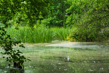Pond with a lot of green stuff, green Pond