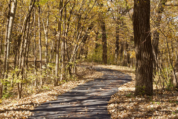 Fototapeta premium Landscape view of a paved walking trail leading into a forest on a sunny autumn day