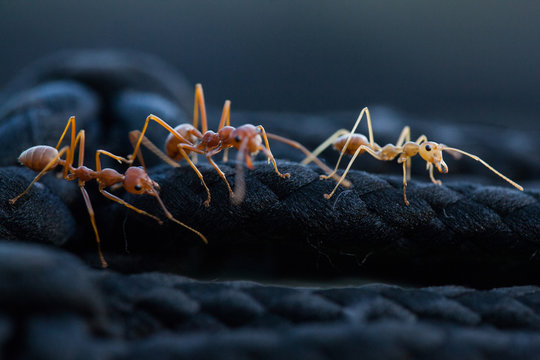 Macro shot of three ants on the black rope