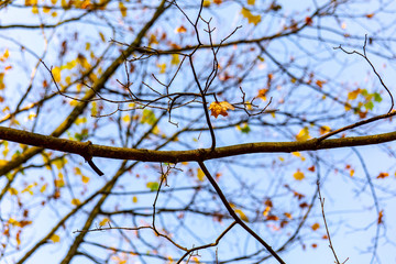 Fototapeta na wymiar autumn tree with maple leaf wallpaper, background