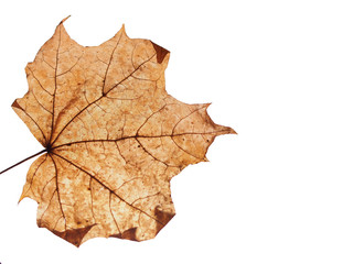 Gray dried fallen autumn maple leaf. Defoliation.