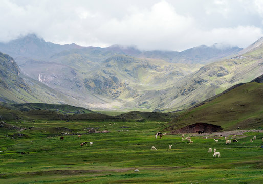 Llamas in Andean Mountains of Peru.