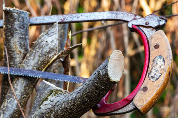 Detail of a saw cutting a young tree for the garden care. The focus is on the branch.