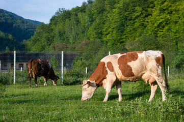 Fototapeta na wymiar Cows eating grass in the field - Transylvanian landscape - Romania rural countryside