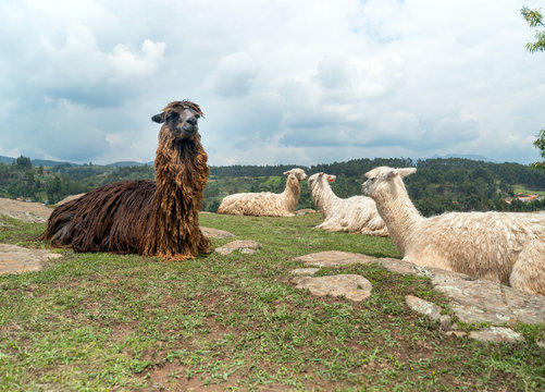 Llamas in Andean Mountains of Peru.