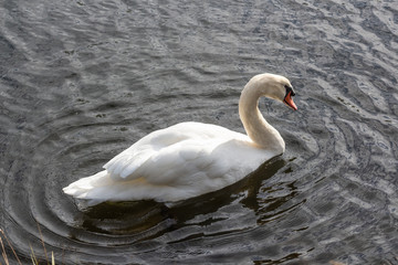 Fototapeta premium Swan swimming on a river in Brittany