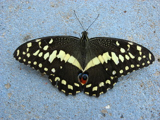 Pretty butterfly sitting against a wall.