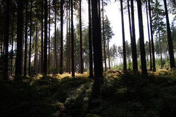 Sunlight in the forest