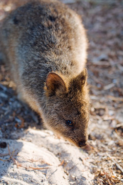 Wild Quokka on Rottnest Island