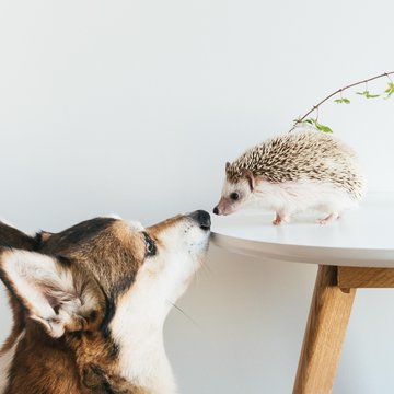 Very cute African Pygmy hedgehog on coffee table with Corgi dog