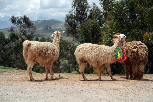 Llamas in Andean Mountains of Peru.