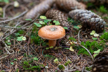 Mushroom in the forest