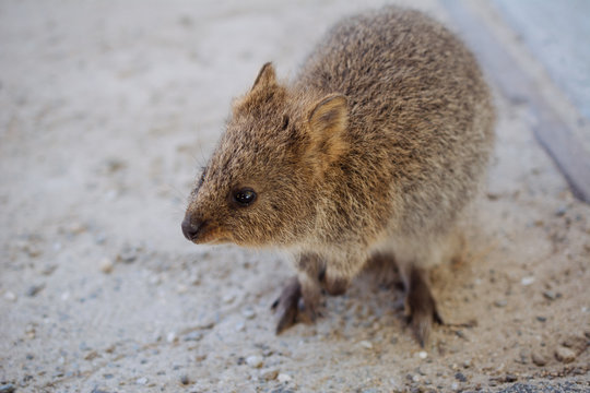 Wild Quokka on Rottnest Island