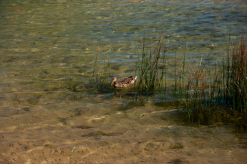 Duck on a lake